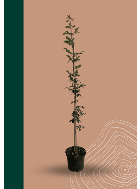 Kleiner Zimtahorn | Acer griseum Kleiner Zimtahorn | Acer griseum