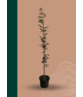 Kleiner Zimtahorn | Acer griseum Kleiner Zimtahorn | Acer griseum