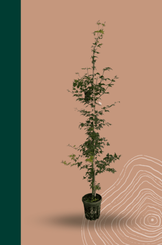 Kleiner Fächer-Ahorn | Acer palmatum Kleiner Fächer-Ahorn | Acer palmatum