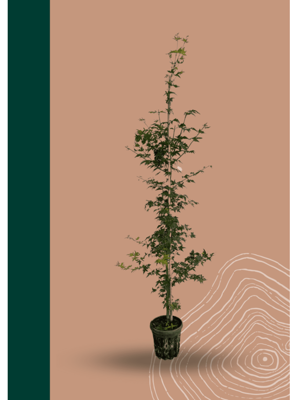 Kleiner Fächer-Ahorn | Acer palmatum Kleiner Fächer-Ahorn | Acer palmatum