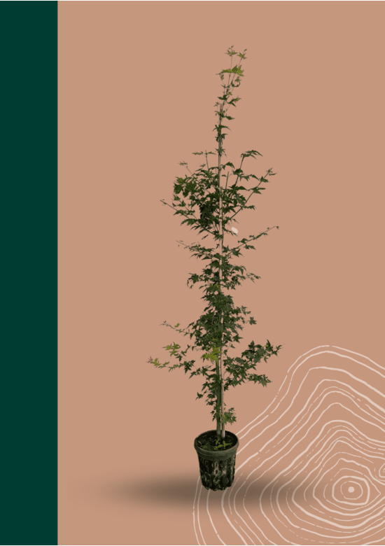 Fächerahorn Baum - Japanischer Ahorn | Acer palmatum