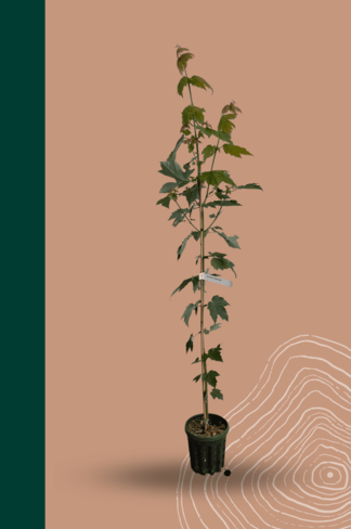 Kleiner Rotahorn 'Red Sunset' | Acer rubrum 'Red Sunset'