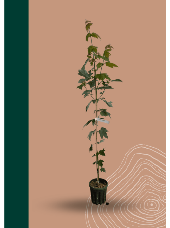 Kleiner Rotahorn 'Red Sunset' | Acer rubrum 'Red Sunset' Kleiner Rotahorn 'Red Sunset' | Acer rubrum 'Red Sunset'
