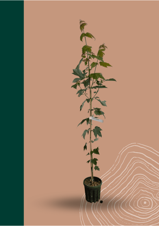 Rot-Ahorn 'Red Sunset' | Acer rubrum 'Red Sunset'