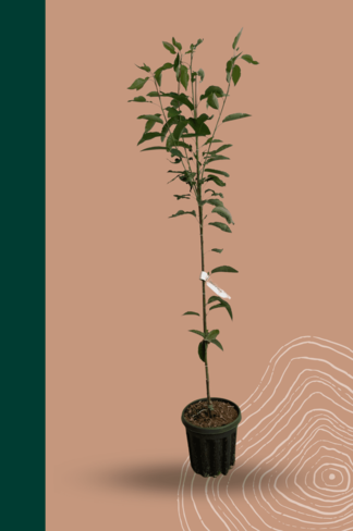 Kleiner Felsenbirne 'Robin Hill' | Amelanchier arborea 'Robin Hill'