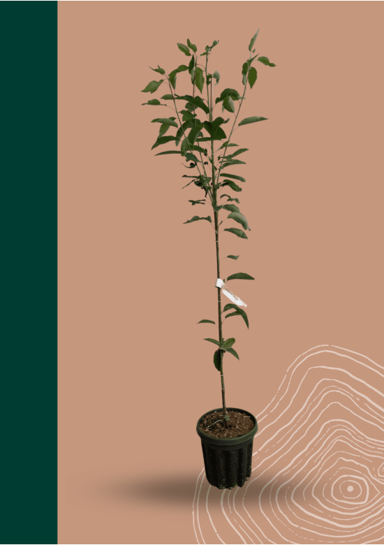 Kleiner Felsenbirne 'Robin Hill' | Amelanchier arborea 'Robin Hill'