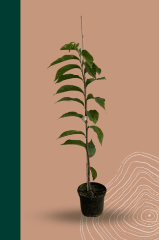Kleiner Indianerbanane - Pawpaw | Asimina triloba Kleiner Indianerbanane - Pawpaw | Asimina triloba