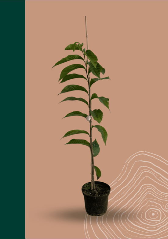 Kleiner Indianerbanane - Pawpaw | Asimina triloba