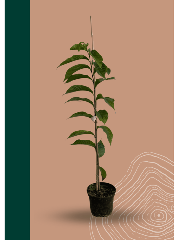 Indianerbanane - Pawpaw | Asimina triloba Indianerbanane - Pawpaw | Asimina triloba