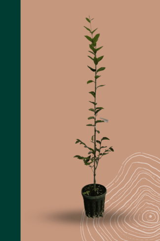 Kleiner Pyramiden Hainbuche 'Fastigiata' | Carpinus betulus Fastigiata Kleiner Pyramiden Hainbuche 'Fastigiata' | Carpinus betulus Fastigiata