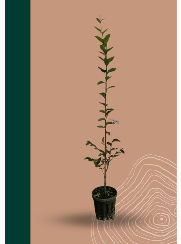 Kleiner Pyramiden Hainbuche 'Fastigiata' | Carpinus betulus Fastigiata Kleiner Pyramiden Hainbuche 'Fastigiata' | Carpinus betulus Fastigiata
