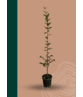 Kleiner Pyramiden Hainbuche 'Fastigiata' | Carpinus betulus Fastigiata Kleiner Pyramiden Hainbuche 'Fastigiata' | Carpinus betulus Fastigiata