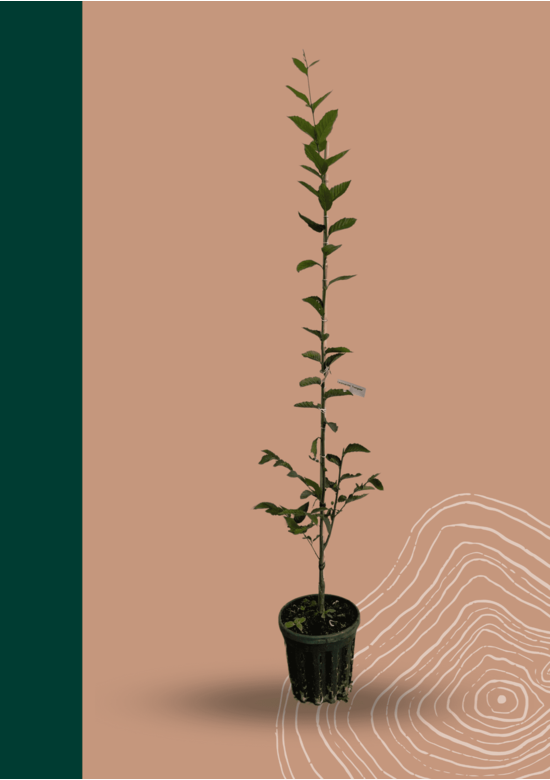 Pyramidenhainbuche Hochstamm - Säulenhainbuche | Carpinus betulus 'Fastigiata'