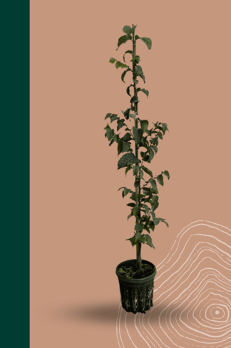 Kleiner Hainbuche 'Frans Fontaine' | Carpinus betulus 'Frans Fontaine'