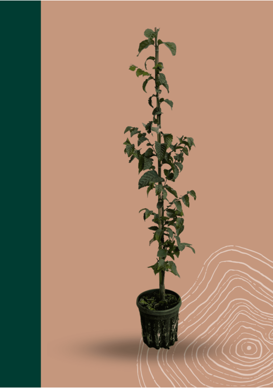 Hainbuche 'Frans Fontaine' | Carpinus betulus 'Frans Fontaine'