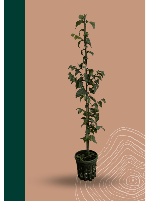 Hainbuche 'Frans Fontaine' | Carpinus betulus 'Frans Fontaine' Hainbuche 'Frans Fontaine' | Carpinus betulus 'Frans Fontaine'