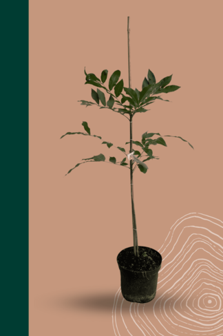 Kleiner Pekannussbaum | Carya illinoinensis Kleiner Pekannussbaum | Carya illinoinensis