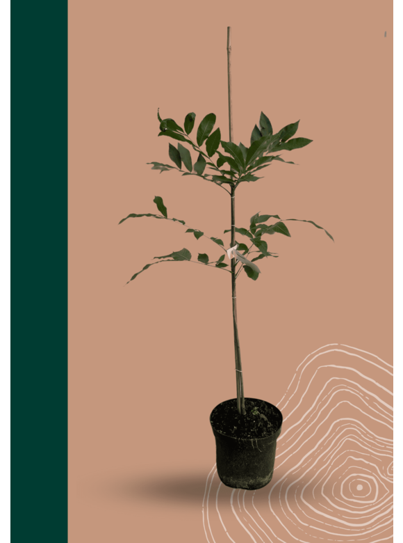 Kleiner Pekannussbaum | Carya illinoinensis Kleiner Pekannussbaum | Carya illinoinensis