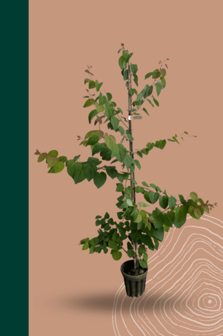 Kleiner Lebkuchenbaum - Judasblattbaum - Katsurabaum | Cercidiphyllum japonicum Kleiner Lebkuchenbaum - Judasblattbaum - Katsurabaum | Cercidiphyllum japonicum