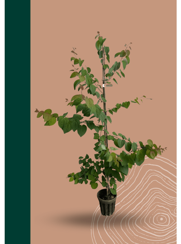 Kleiner Lebkuchenbaum - Judasblattbaum - Katsurabaum | Cercidiphyllum japonicum Kleiner Lebkuchenbaum - Judasblattbaum - Katsurabaum | Cercidiphyllum japonicum