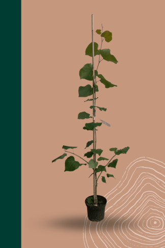 Kleiner Kanadischer Judasbaum | Cercis canadensis Kleiner Kanadischer Judasbaum | Cercis canadensis