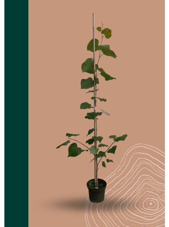 Kleiner Kanadischer Judasbaum | Cercis canadensis Kleiner Kanadischer Judasbaum | Cercis canadensis