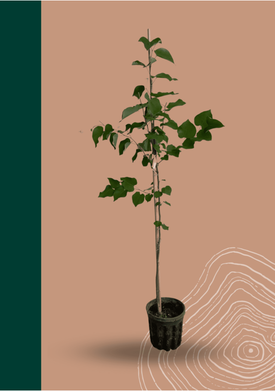 Kanadischer Judasbaum | Cercis canadensis