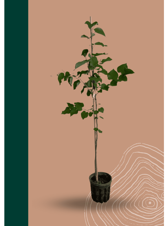 Kanadischer Judasbaum | Cercis canadensis Kanadischer Judasbaum | Cercis canadensis
