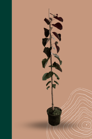 Kleiner Kanadischer Judasbaum 'Forest Pansy' | Cercis canadensis 'Forest Pansy'