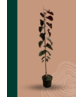 Kleiner Kanadischer Judasbaum 'Forest Pansy' | Cercis canadensis 'Forest Pansy' Kleiner Kanadischer Judasbaum 'Forest Pansy' | Cercis canadensis 'Forest Pansy'