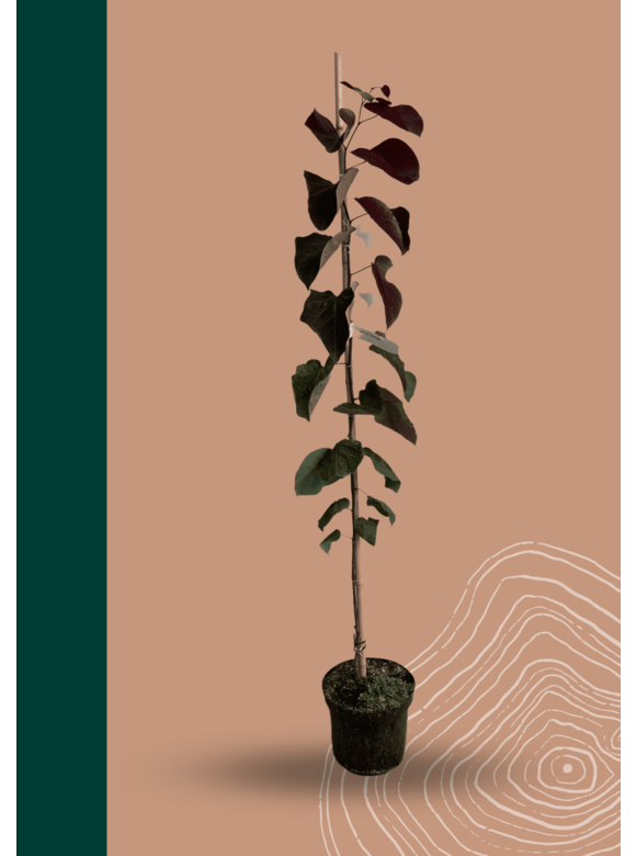 Kanadischer Judasbaum 'Forest Pansy' | Cercis canadensis 'Forest Pansy' Kanadischer Judasbaum 'Forest Pansy' | Cercis canadensis 'Forest Pansy'