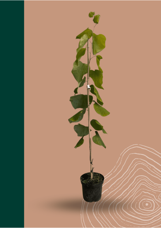 Kleiner Kanadischer Judasbaum 'Hearts of Gold' | Cercis canadensis 'Hearts of Gold'