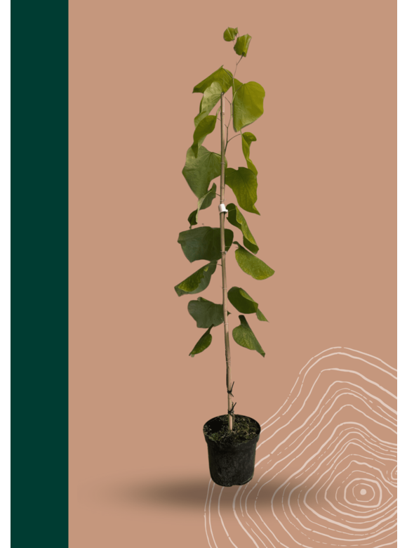 Kleiner Kanadischer Judasbaum 'Hearts of Gold' | Cercis canadensis 'Hearts of Gold' Kleiner Kanadischer Judasbaum 'Hearts of Gold' | Cercis canadensis 'Hearts of Gold'