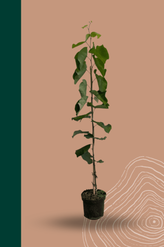 Kleiner Kanadischer Judasbaum 'Royal White' | Cercis canadensis 'Royal White'