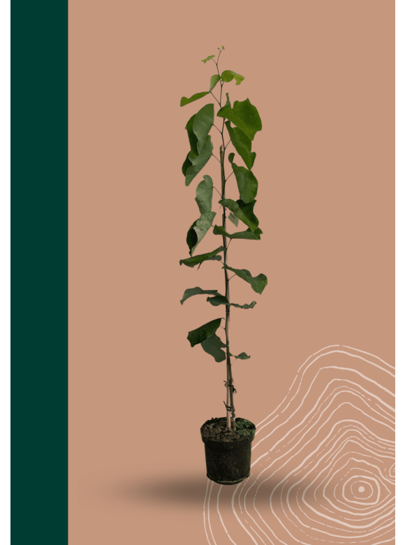 Kleiner Kanadischer Judasbaum 'Royal White' | Cercis canadensis 'Royal White' Kleiner Kanadischer Judasbaum 'Royal White' | Cercis canadensis 'Royal White'