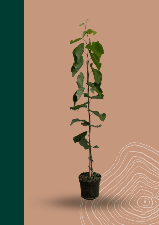 Kanadischer Judasbaum 'Royal White' | Cercis canadensis 'Royal White'