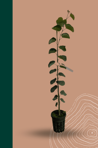 Kleiner Gemeiner Judasbaum | Cercis siliquastrum