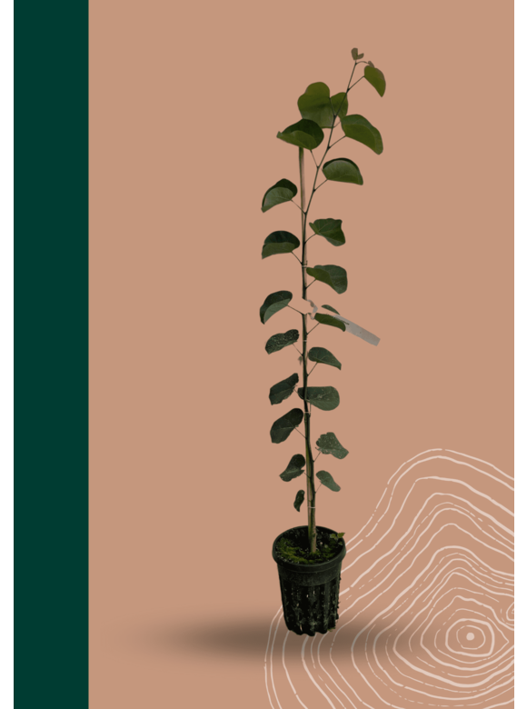 Kleiner Gemeiner Judasbaum | Cercis siliquastrum Kleiner Gemeiner Judasbaum | Cercis siliquastrum