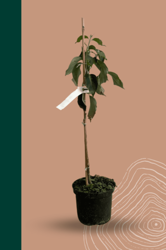 Kleiner Chinesischer Blumen-Hartriegel 'Weisse Fontaine' | Cornus kousa 'Weisse Fontaine'