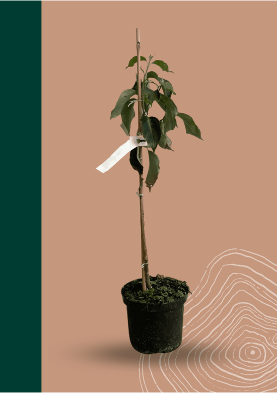 Kleiner Chinesischer Blumen-Hartriegel 'Weisse Fontaine' | Cornus kousa 'Weisse Fontaine'