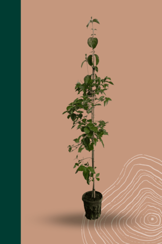 Kleiner Chinesischer Blumenhartriegel | Cornus kousa