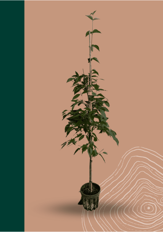 Kleiner Kornelkirsche - Herlitze - Dirlitze | Cornus mas