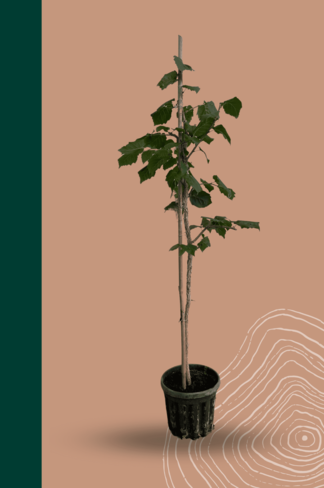 Kleiner Baumhasel | Corylus colurna Kleiner Baumhasel | Corylus colurna
