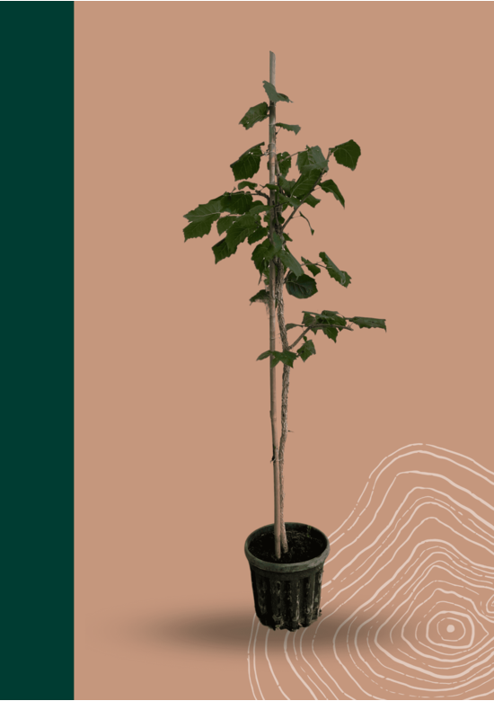 Kleiner Baumhasel | Corylus colurna Kleiner Baumhasel | Corylus colurna