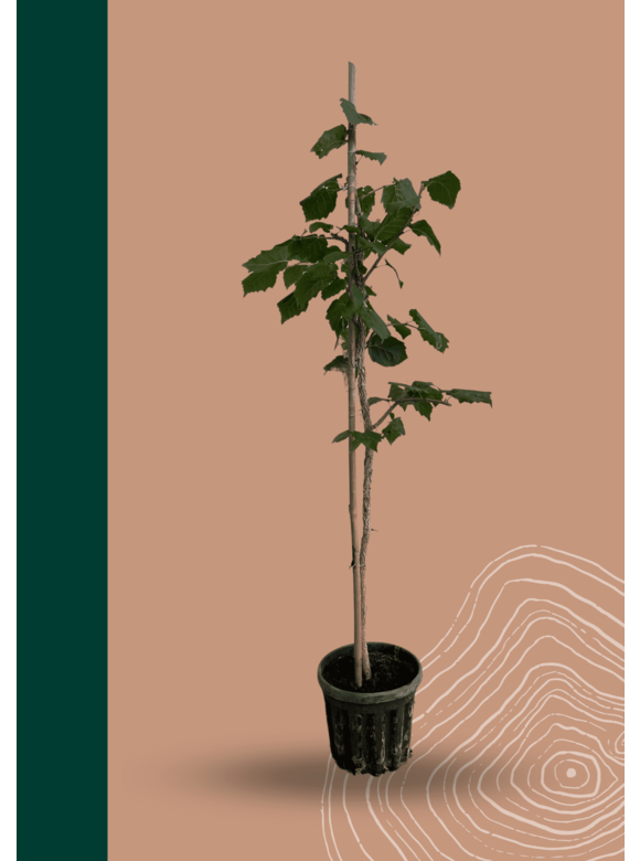 Kleiner Baumhasel | Corylus colurna Kleiner Baumhasel | Corylus colurna