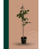 Kleiner Baumhasel | Corylus colurna Kleiner Baumhasel | Corylus colurna