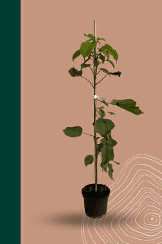Kleiner Taschentuchbaum | Davidia involucrata Kleiner Taschentuchbaum | Davidia involucrata