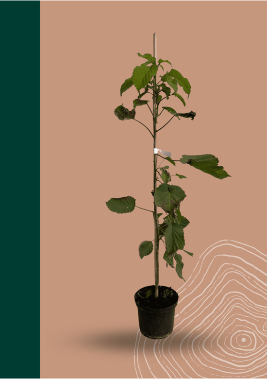 Kleiner Taschentuchbaum | Davidia involucrata