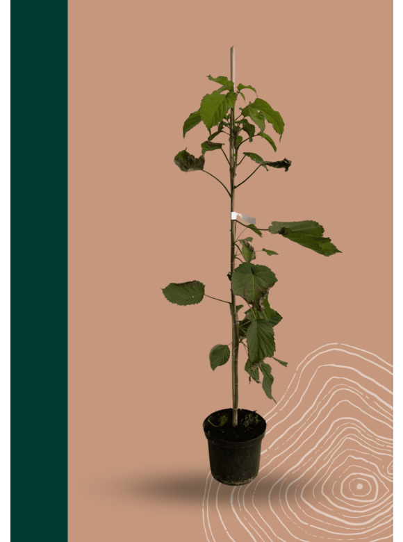 Kleiner Taschentuchbaum | Davidia involucrata Kleiner Taschentuchbaum | Davidia involucrata