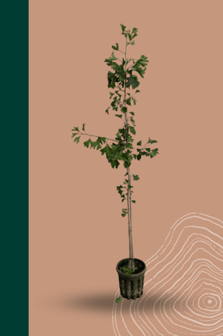 Kleiner Ginkgobaum - Fächerblattbaum | Ginkgo biloba Kleiner Ginkgobaum - Fächerblattbaum | Ginkgo biloba